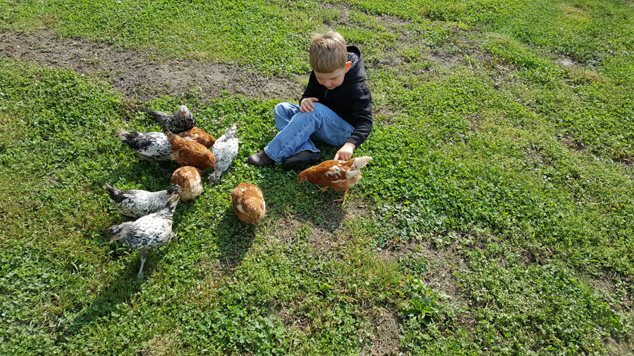 Elementary school aged boy sitting on a green patch of grass petting a young red hen with other young hens eating in front of him.