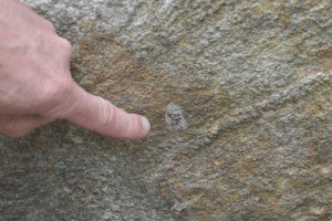 spotted laternfly