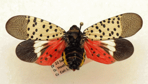 Spotted Lantern Fly