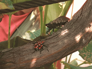 Spotted Lantern Fly