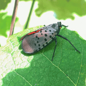 Spotted Lanternfly