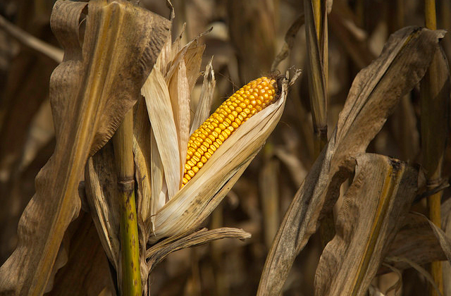 An ear of corn on a farm