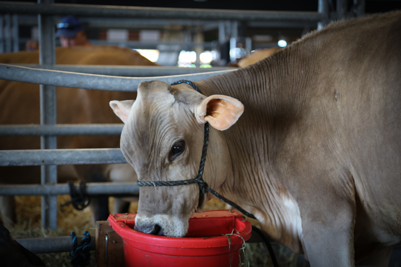 A cow drinking water out of a bucket.