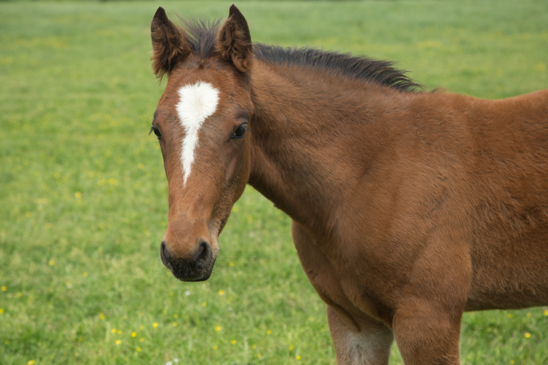 A foal standing in the pasture.