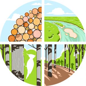 Forest Stewardship Logo