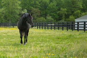 Standardbred Stallion walking in green pasture in Delaware