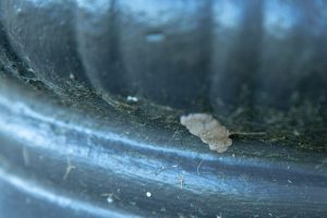 A beige spotted lanternfly egg mass in a groove of a street lamp post.