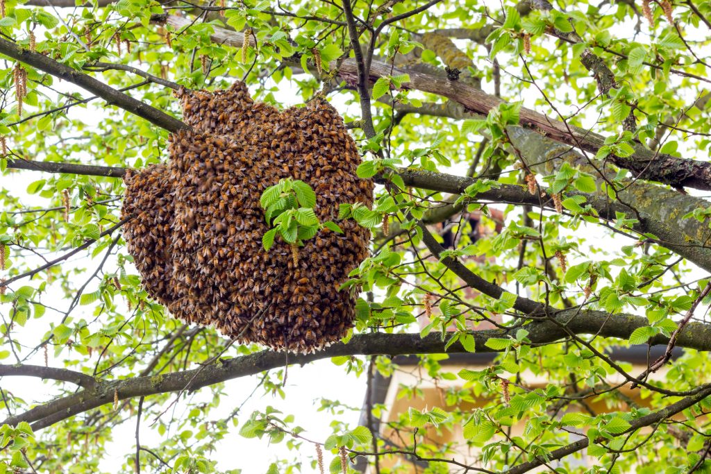 Honeybees - Delaware Department of Agriculture - State of Delaware