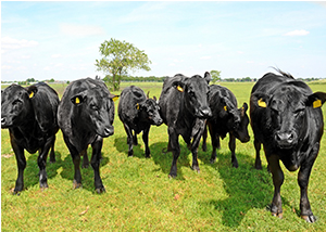 Black Angus cattle in field