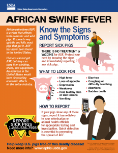 Infographic with signs and symptoms of African Swine Fever in pigs
