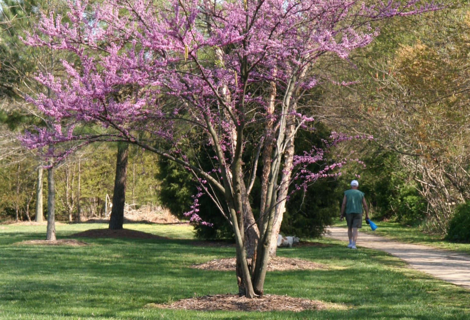 Recommended Trees - Delaware Department of Agriculture - State of Delaware