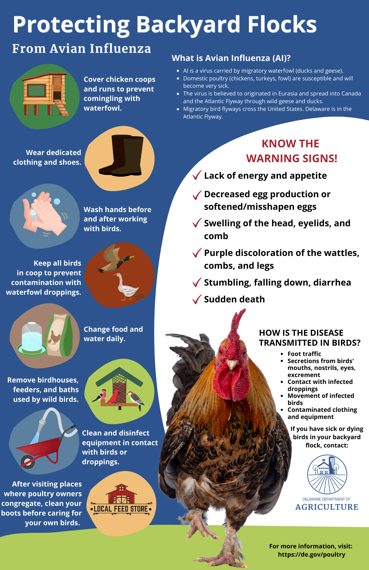 Avian Flu 2024 Symptoms In Chickens - Jesse Rosita