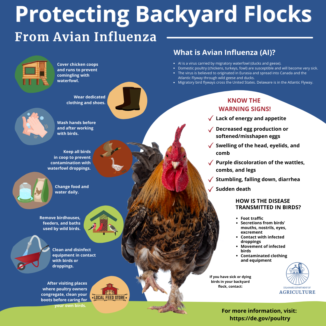Avian Influenza Backyard Flock Instagram