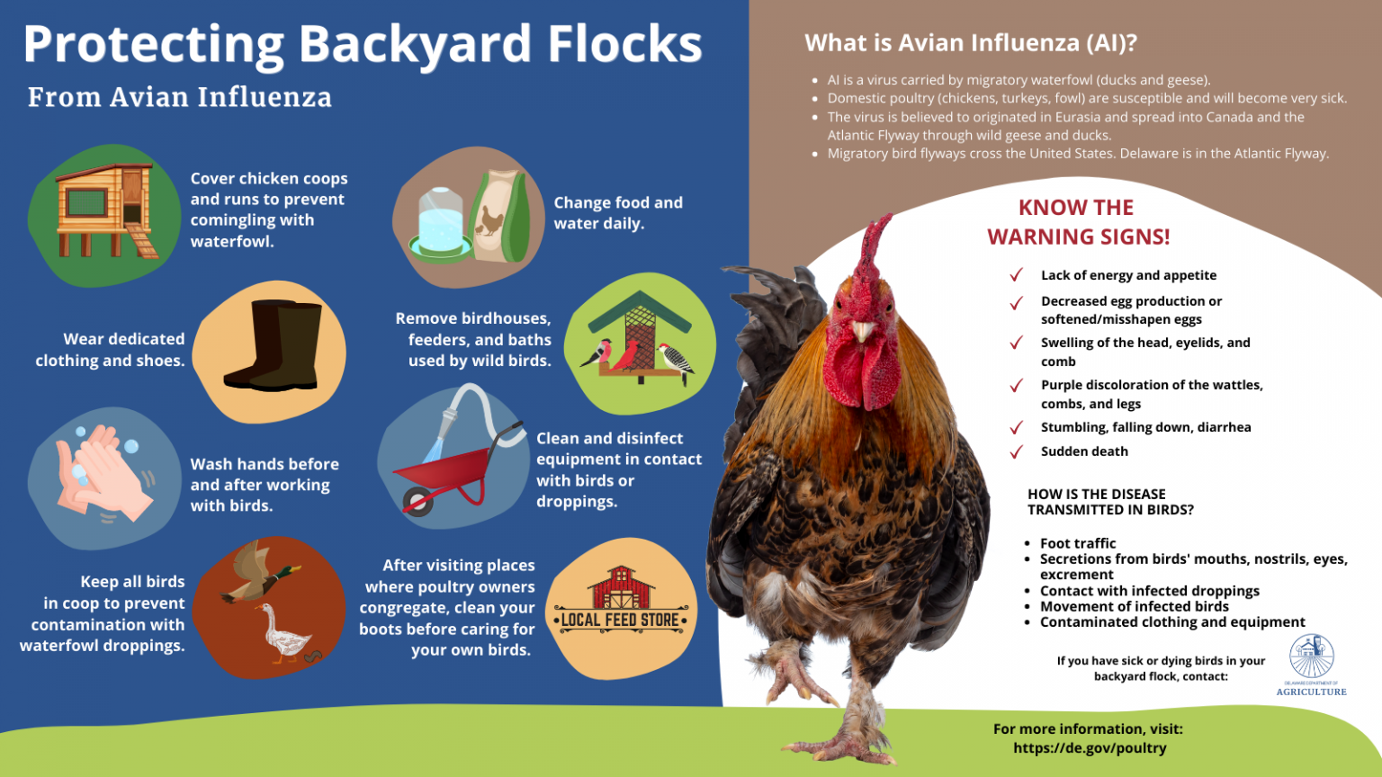 Avian Influenza Graphics - Delaware Department of Agriculture - State ...