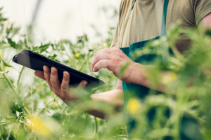 farmer holding tablet in high tunnel with tomato plants