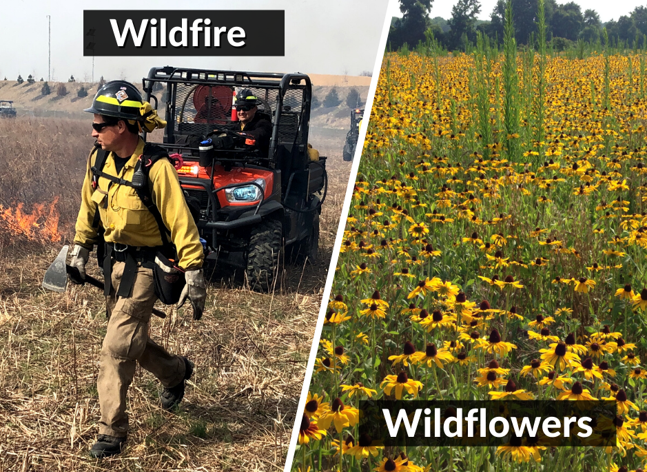 Wildfire to Wildflowers