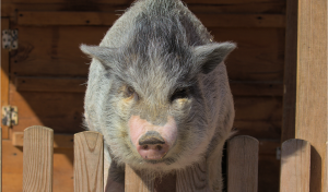 Potbelly pig getting ready to jump over a wooden picket fence.