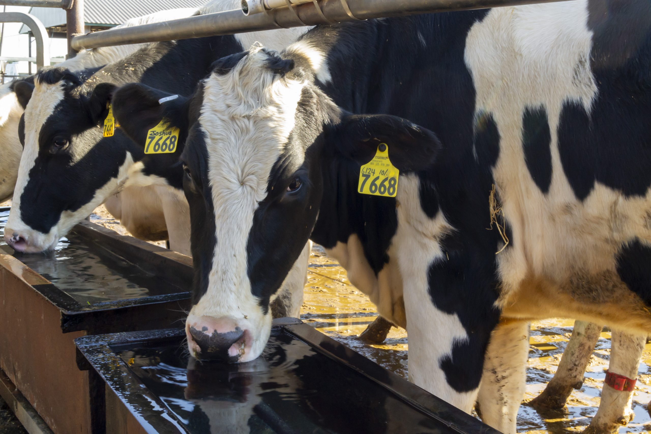 Signs Of Rabies In Cow