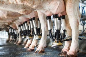 The feet and udders of dairy cattle hooked up to milker units in the milking parlor.