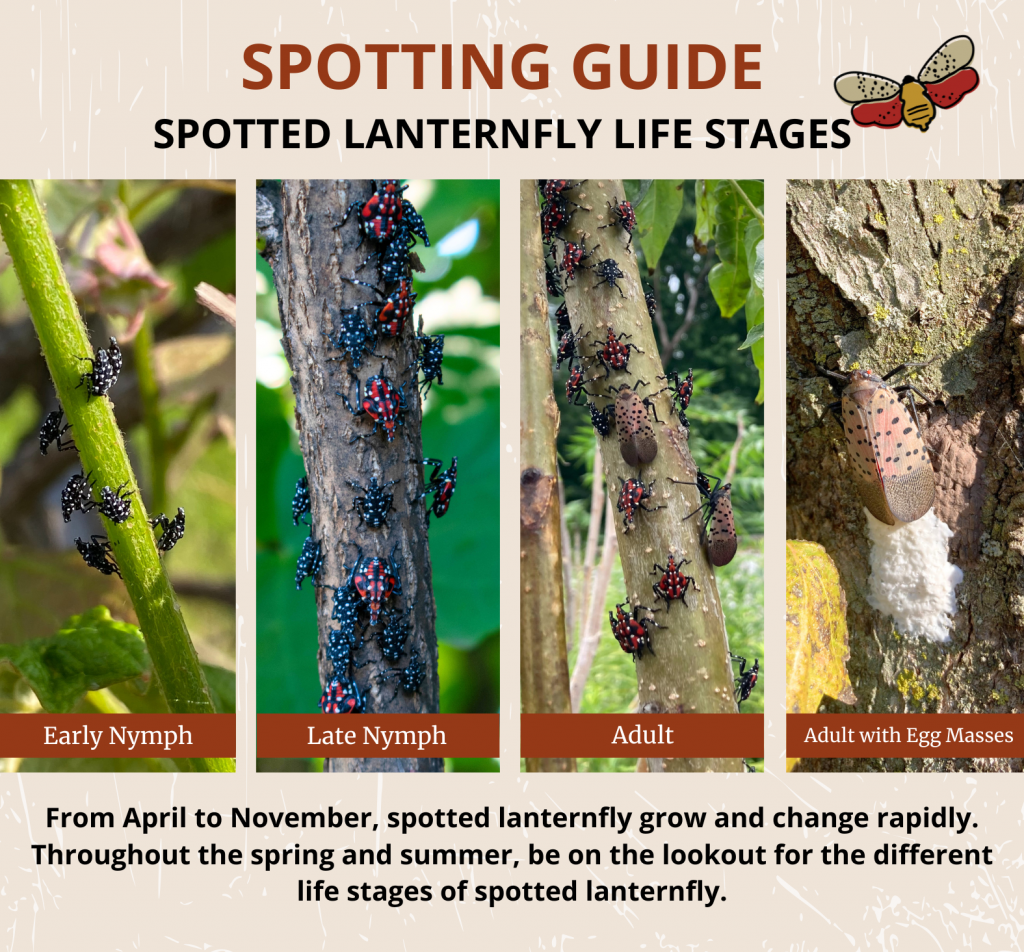 Spotting Guide Spotted Lanternfly Life Stages with 4 columns of pictures: Early Nymph, Late Nymph, Adult, Adult with Egg Masses From April to November, spotted lanternfly grow and change rapidly. Throughout the spring and summer, be on the lookout for the different life stages of spotted lanternfly.