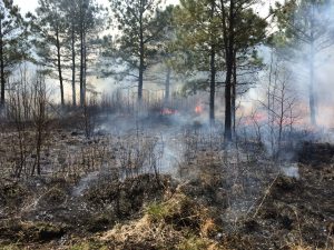 Large trees stand after a prescribed fire clears invasive and underbrush in a Delaware forest