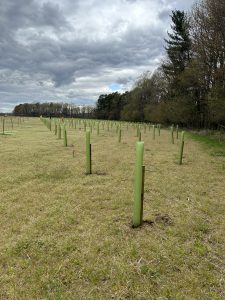 A field of newly planted trees with tree shelters to protect them.