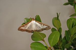 Box Tree Moths are a federally regulated pest that primarily feeds on boxwood species. If left unchecked, it causes significant damage and can potentially kill the plants. Boxwoods are a popular ornamental evergreen shrub common to many landscape environments.