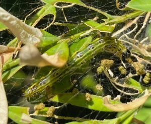 Box Tree Moth caterpillar