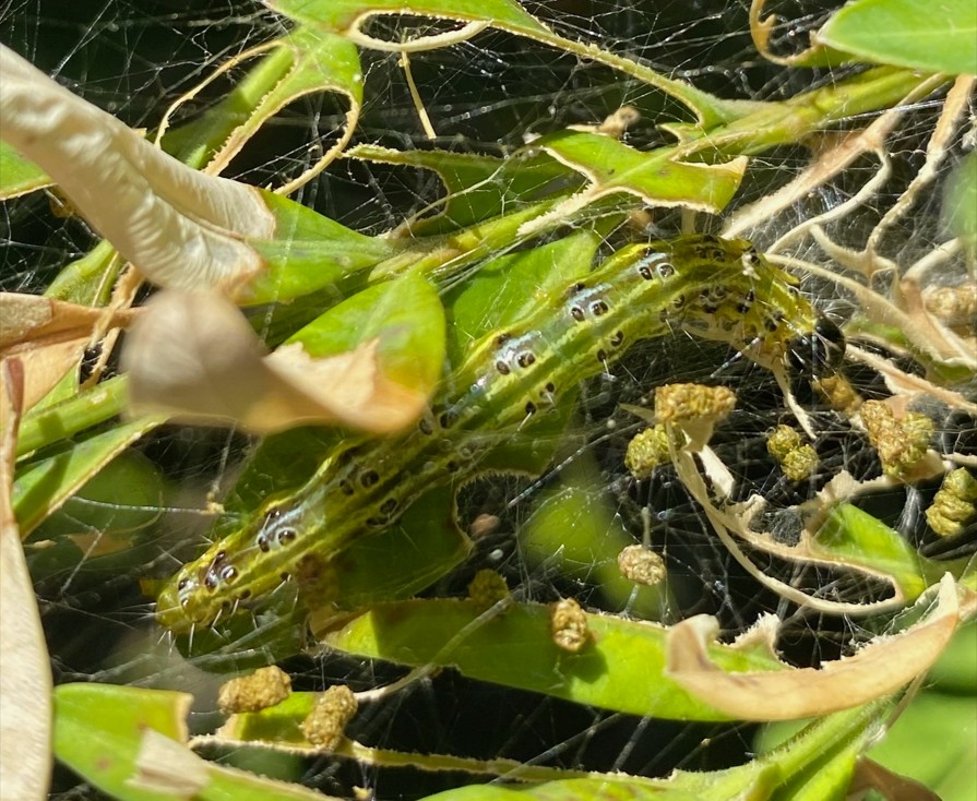 Box Tree Moth - Delaware Department of Agriculture - State of Delaware