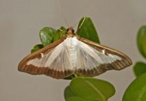 Box tree moth
