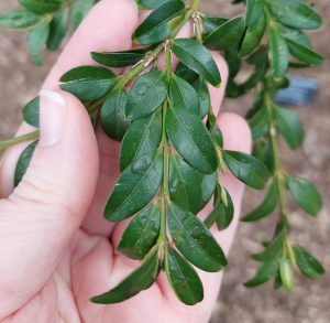 Boxwood branch