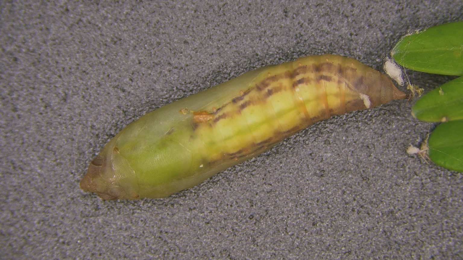 Box Tree Moth - Delaware Department of Agriculture - State of Delaware