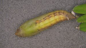 Green pupa