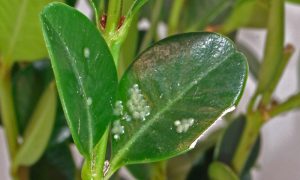 Box tree moth eggs