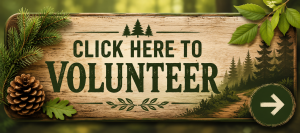 Volunteer